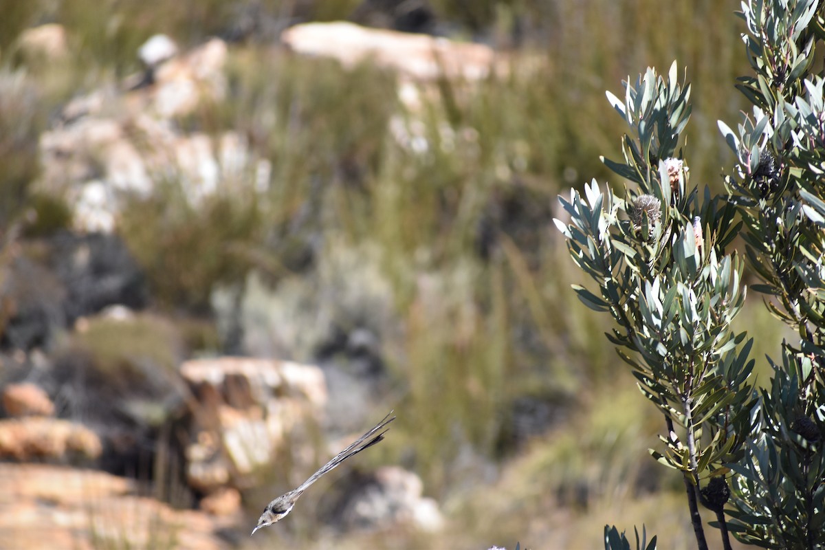 Cape Sugarbird - ML617562954