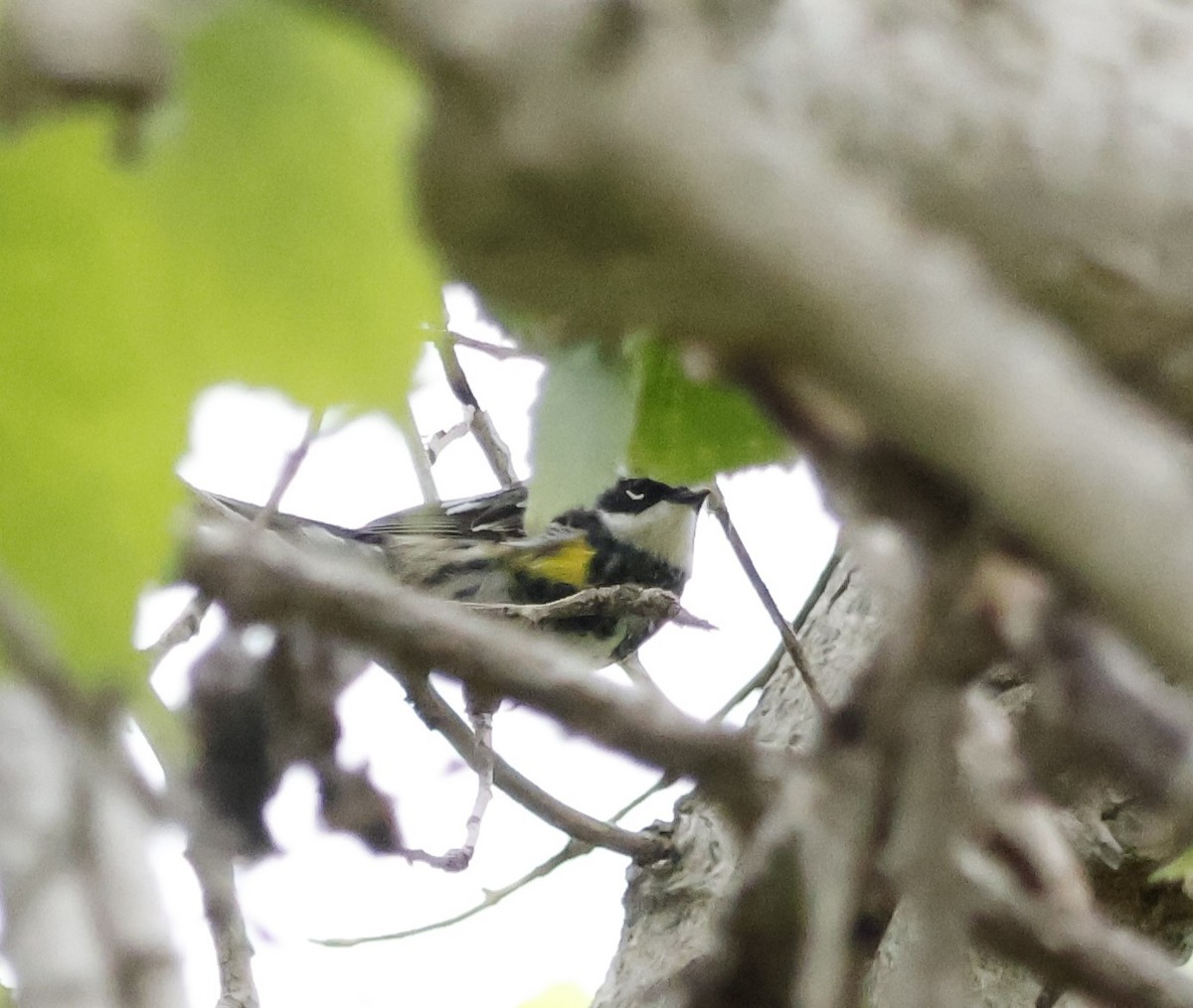 Yellow-rumped Warbler - ML617562962