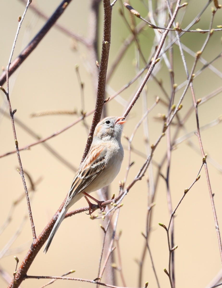 Field Sparrow - ML617562968
