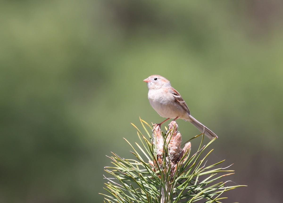 Field Sparrow - ML617562969