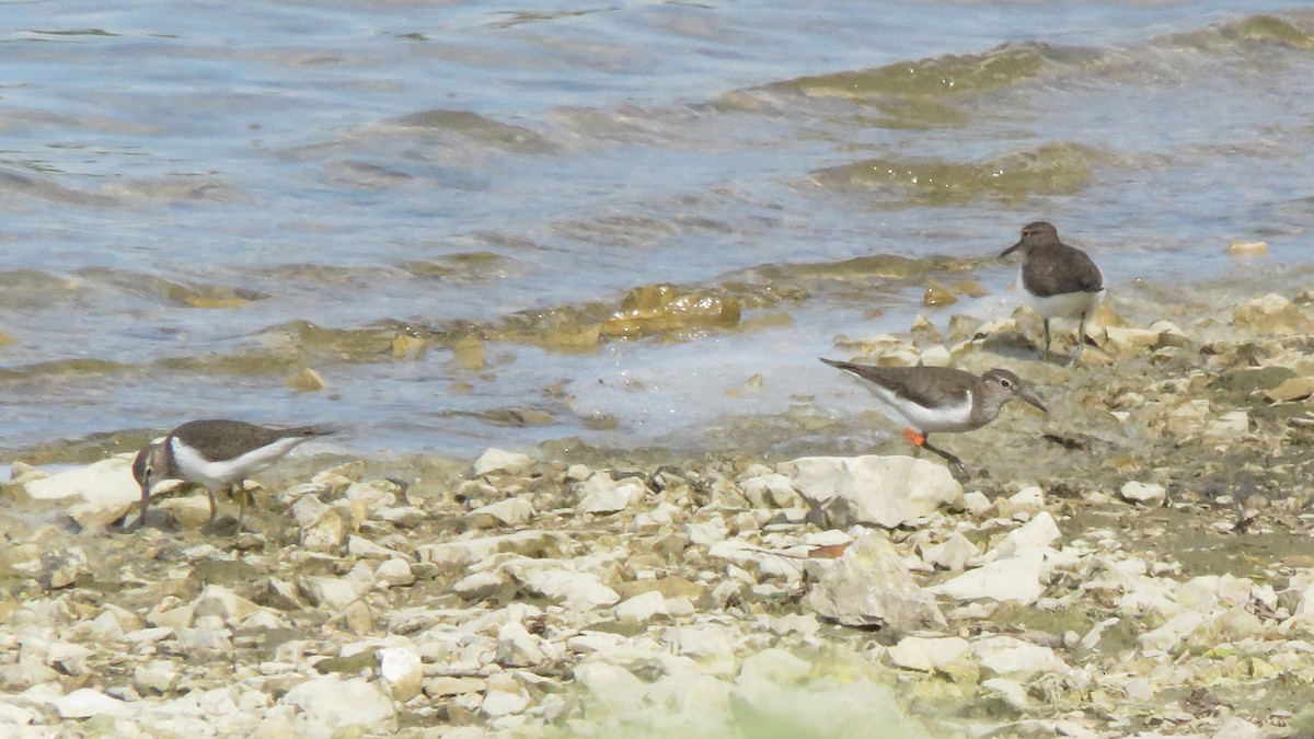 Common Sandpiper - ML617563000