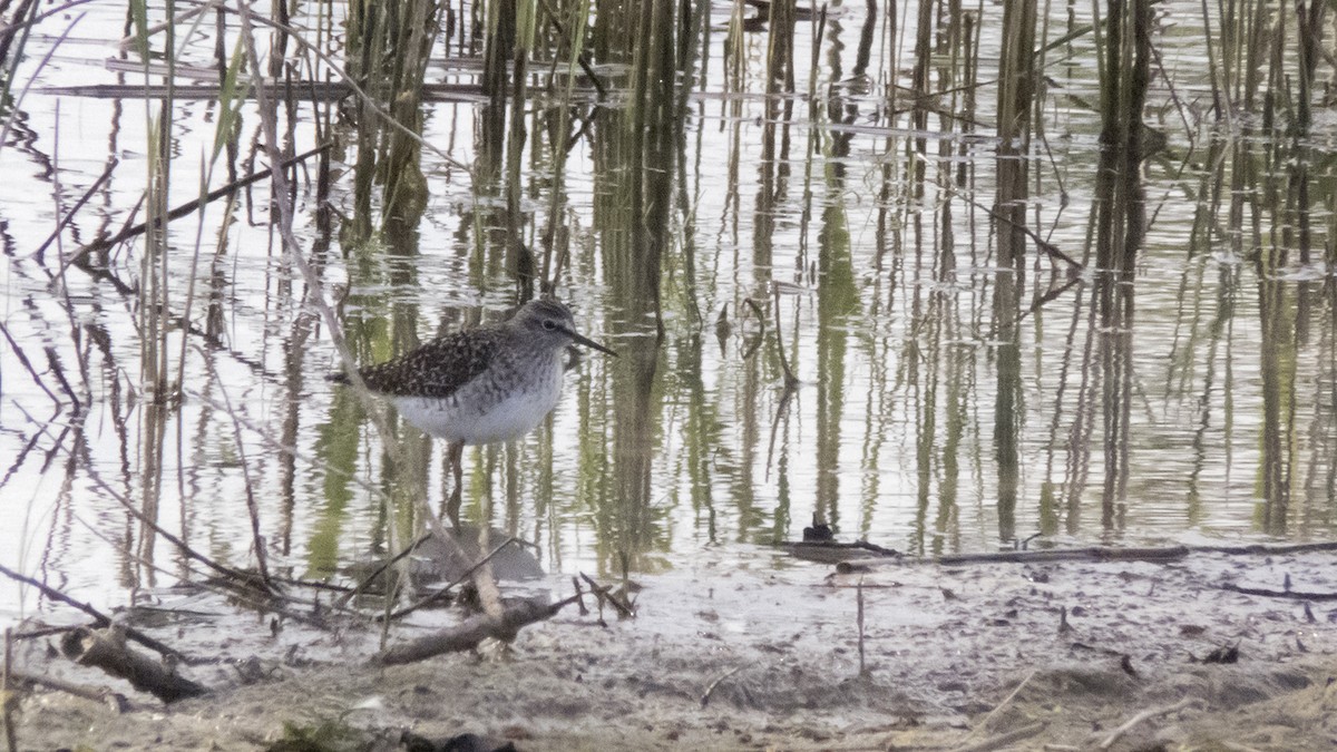 Wood Sandpiper - Pedro Fernandes