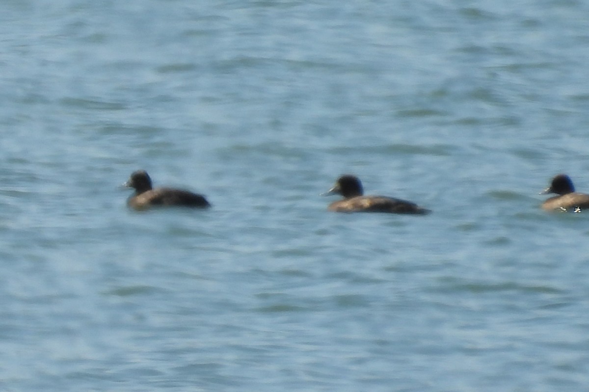 Greater Scaup - ML617563011