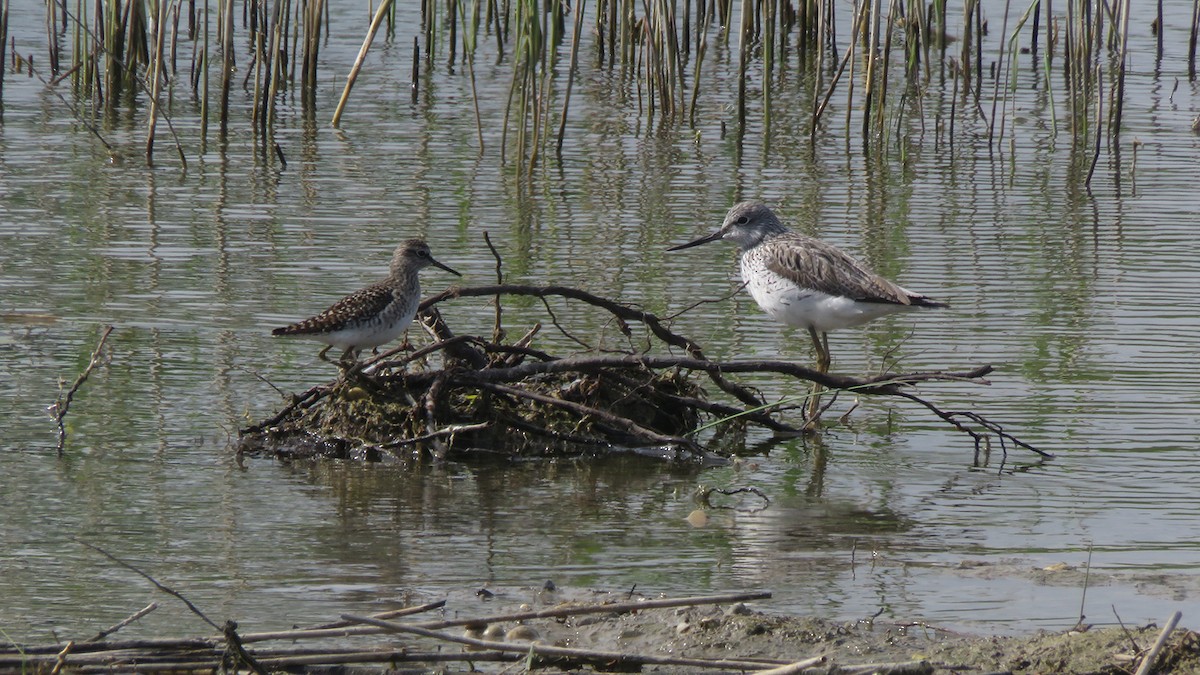 Wood Sandpiper - Pedro Fernandes