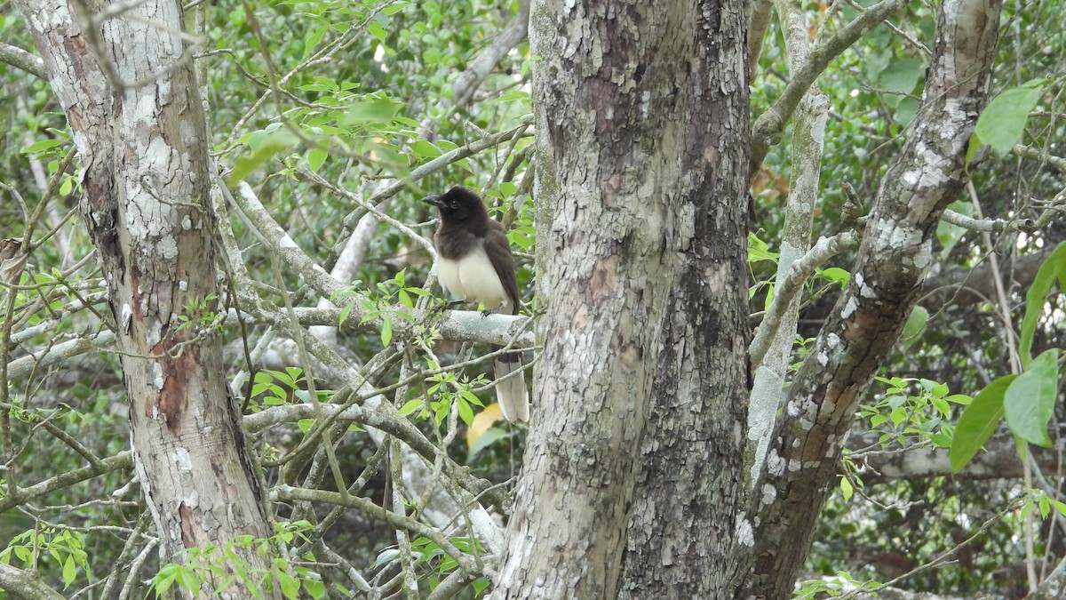 Brown Jay - ML617563019