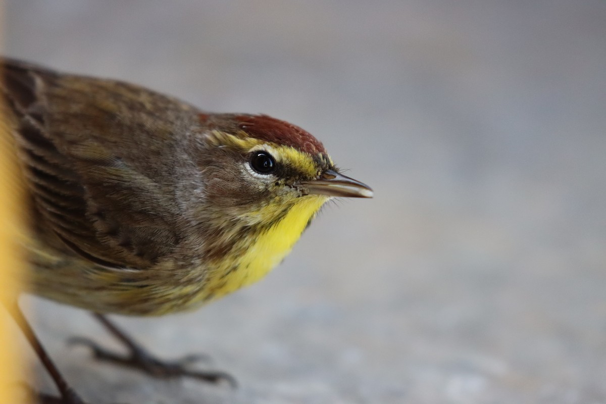 Palm Warbler - ML617563028