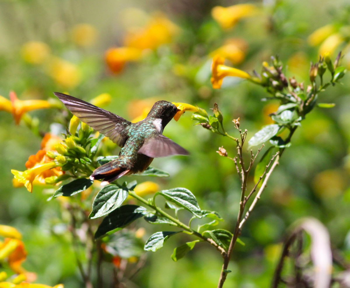 Volcano Hummingbird - ML617563092