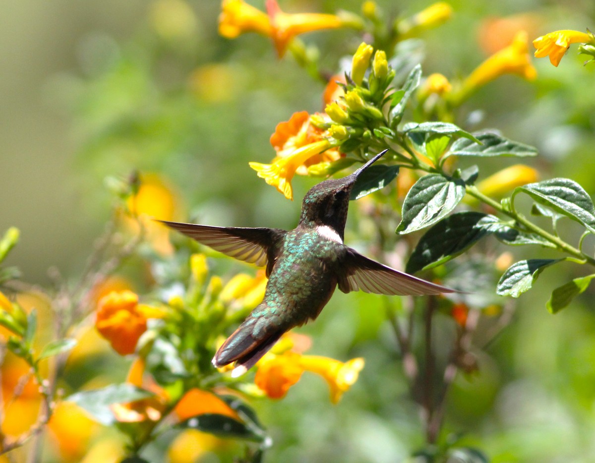 Volcano Hummingbird - ML617563093