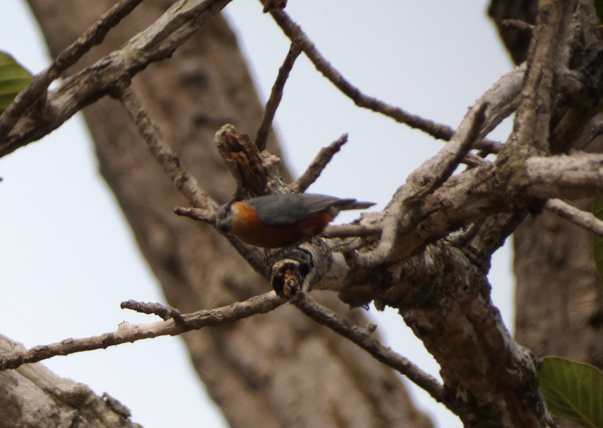 Burmese Nuthatch - ML617563155