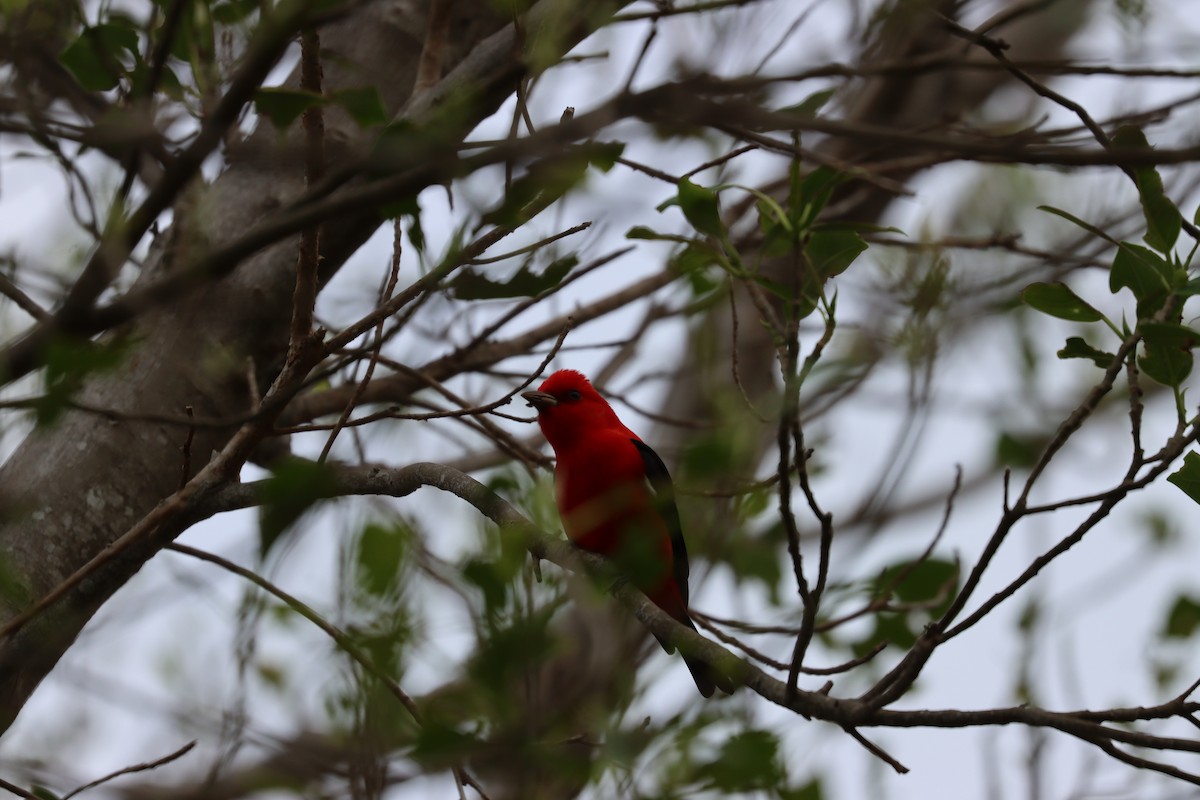 Piranga écarlate - ML617563182