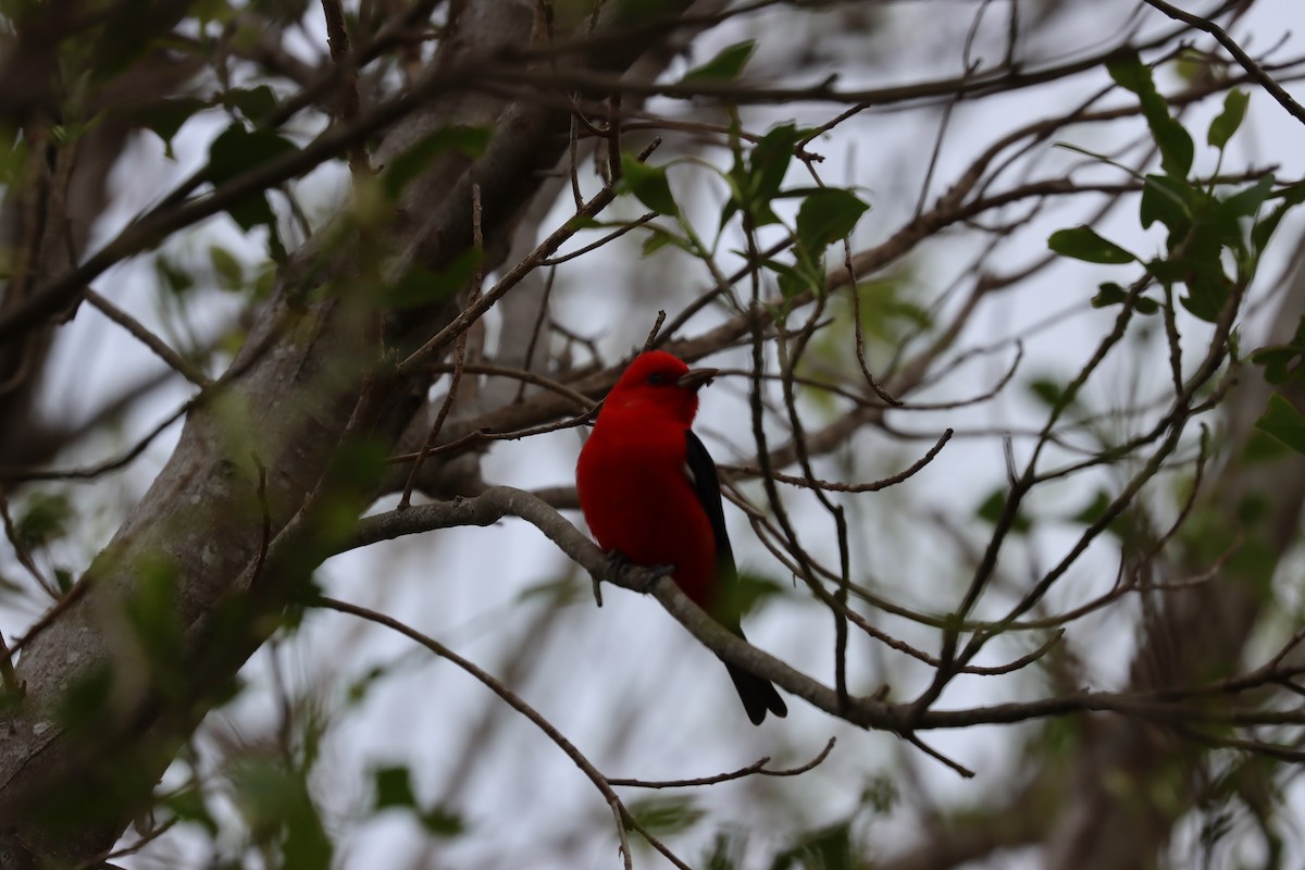 Piranga écarlate - ML617563183