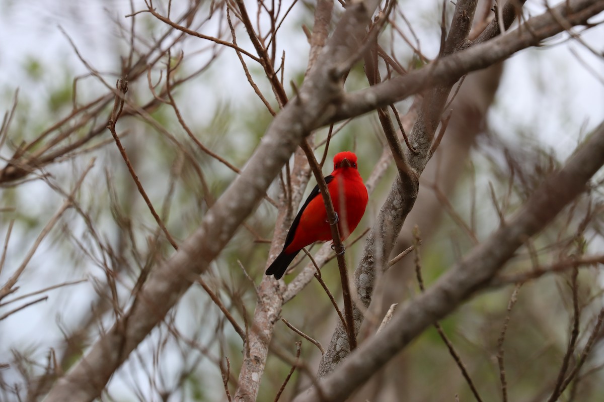 Piranga écarlate - ML617563185