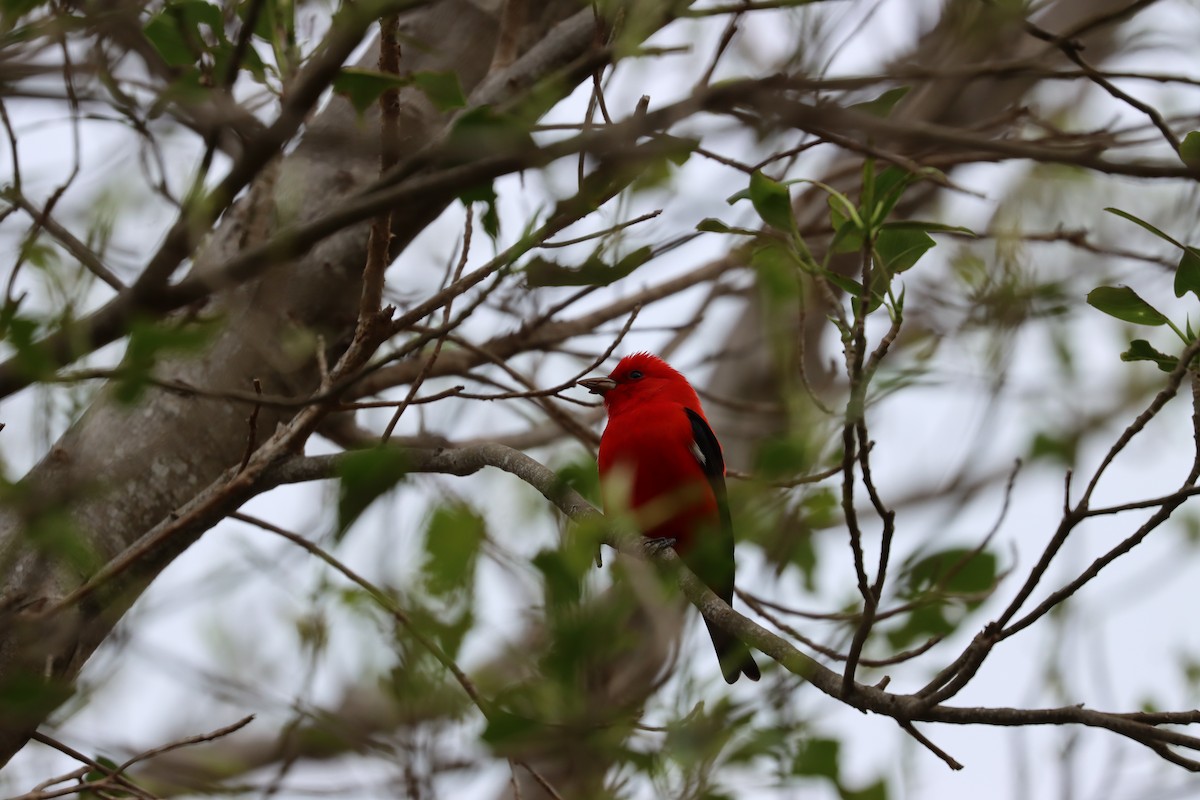 Piranga écarlate - ML617563186