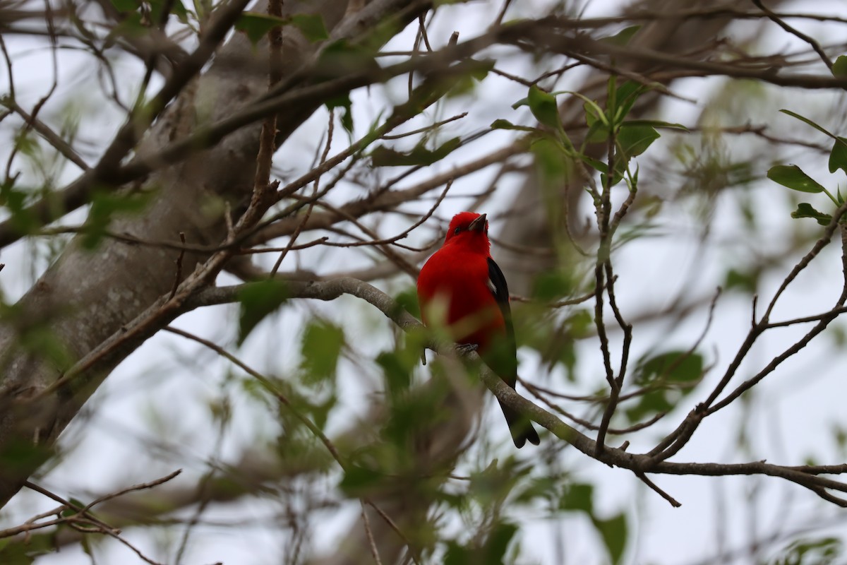 Piranga écarlate - ML617563187