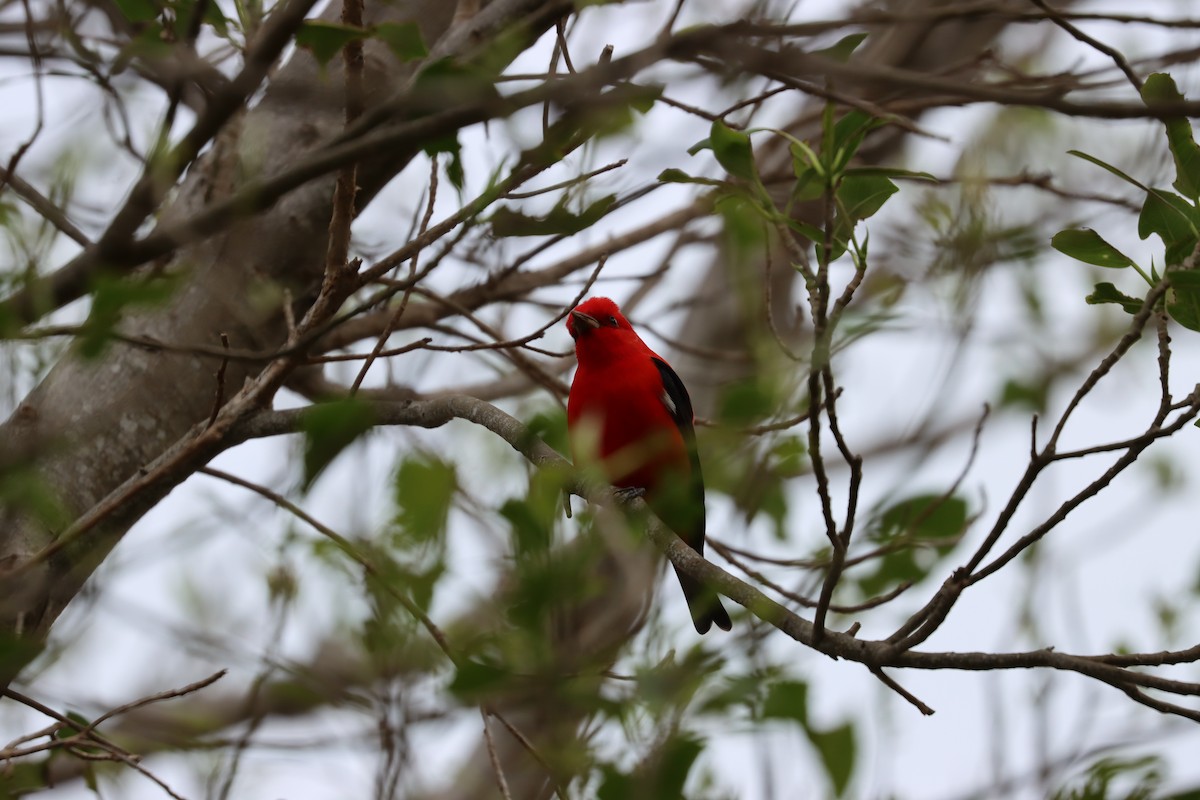 Piranga écarlate - ML617563188