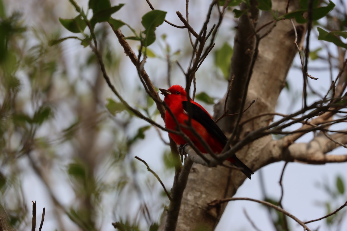 Piranga écarlate - ML617563189