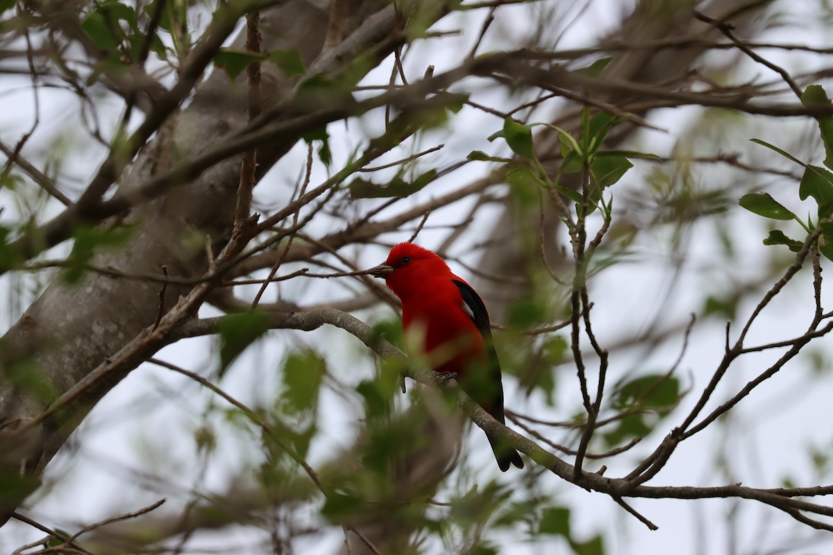 Piranga écarlate - ML617563190