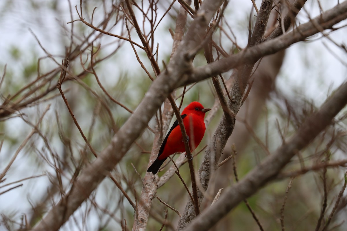 Piranga écarlate - ML617563191