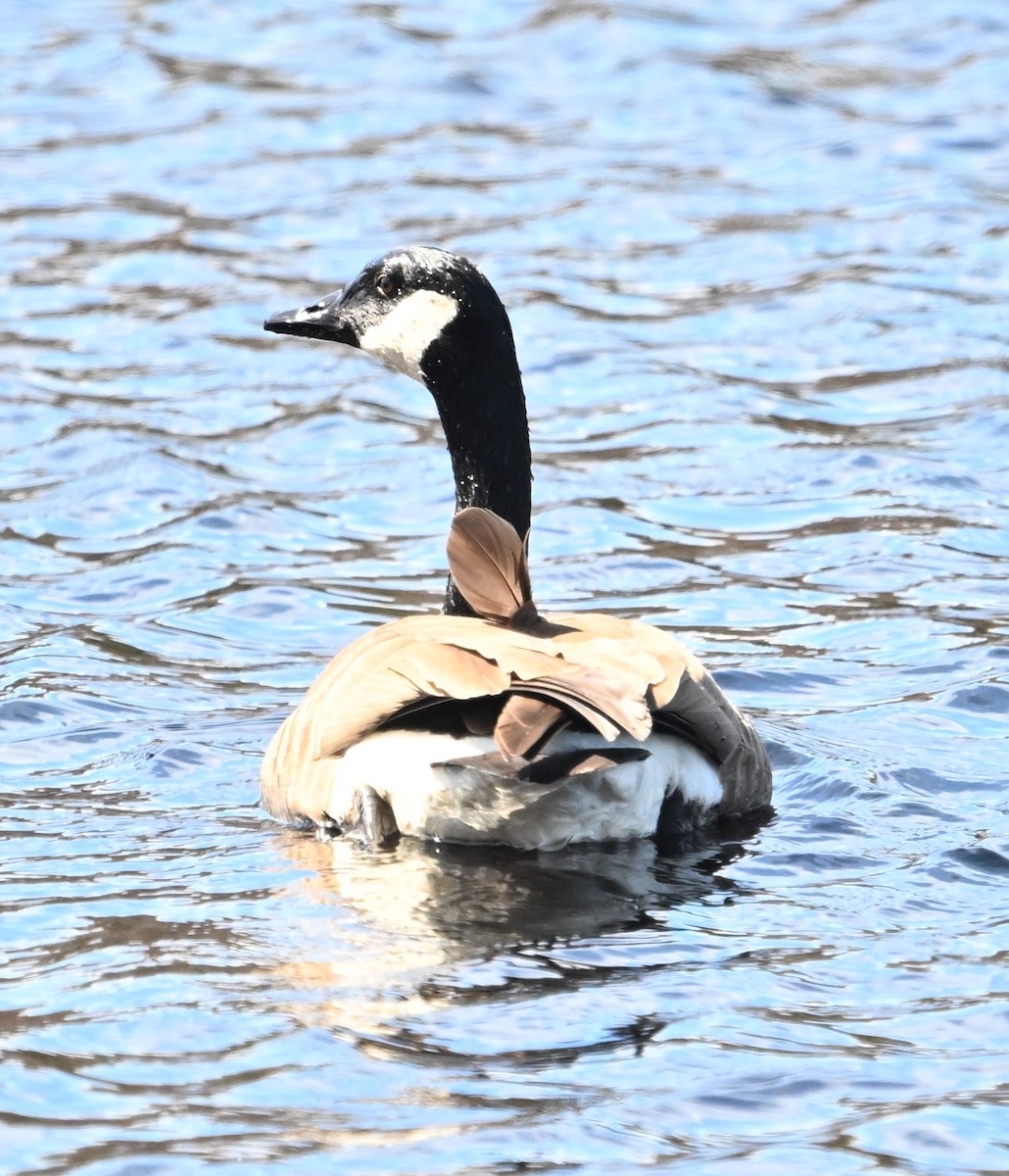 Canada Goose - Alan Sankey  COHL