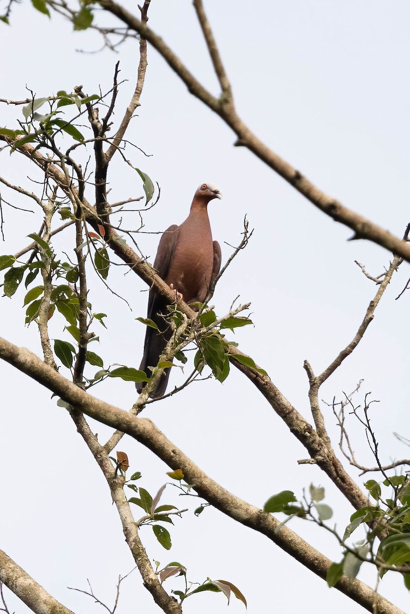 Pale-capped Pigeon - ML617563279