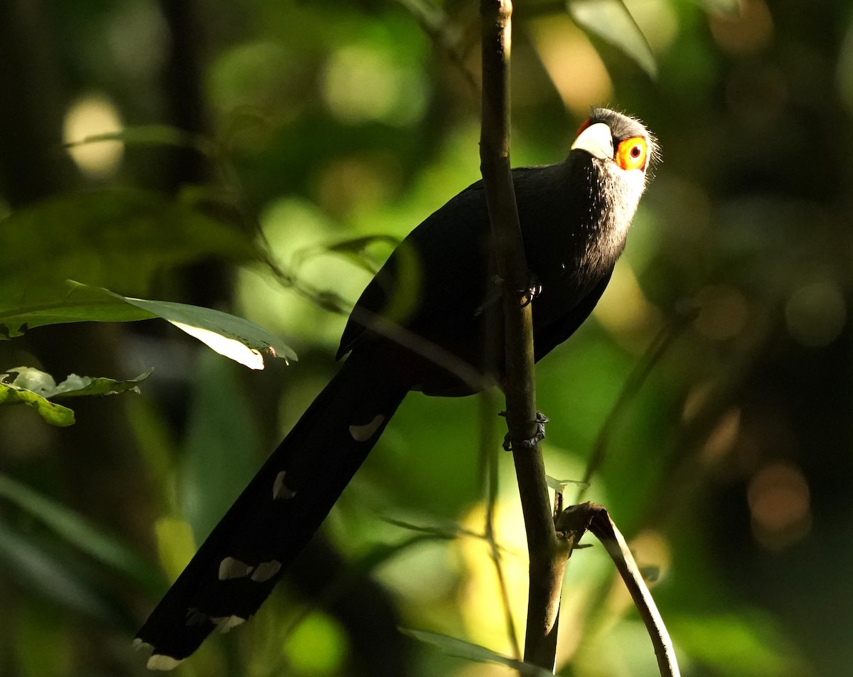 Chestnut-bellied Malkoha - Keng Keok Neo