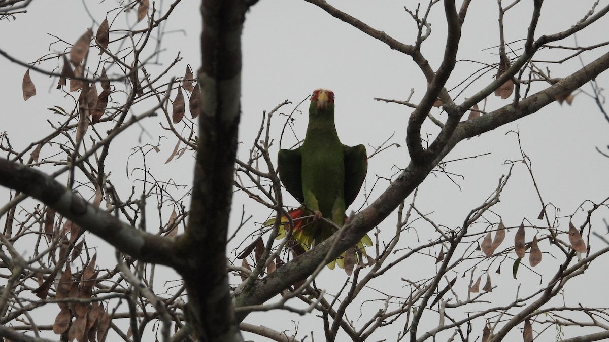 White-fronted Parrot - ML617563341