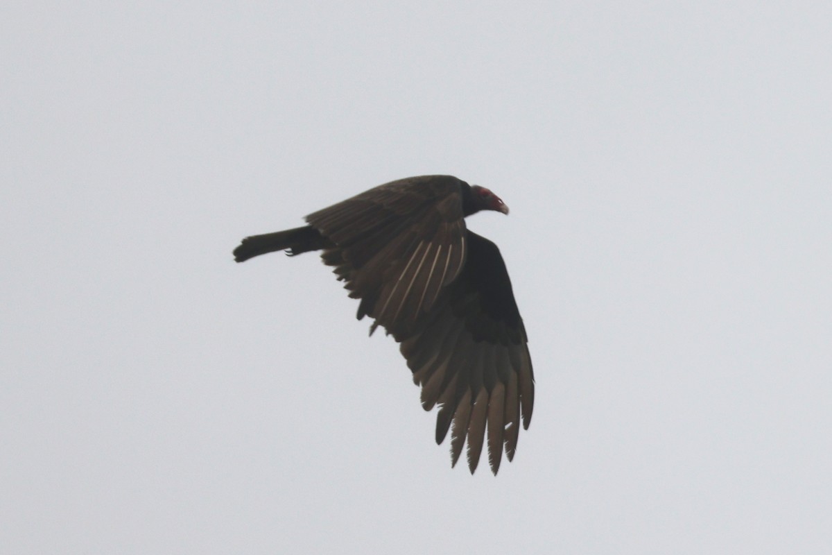 Turkey Vulture - ML617563345