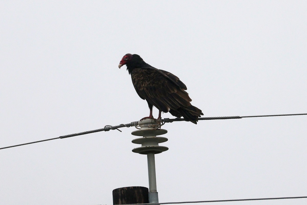 Turkey Vulture - ML617563346