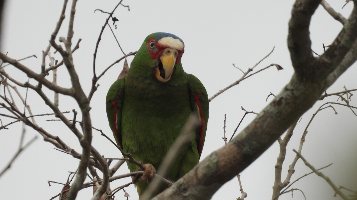 White-fronted Parrot - ML617563355