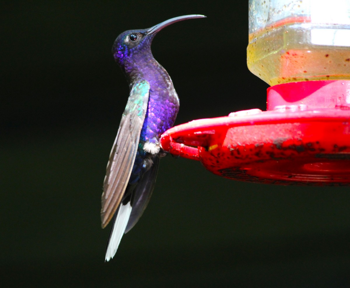 Colibrí Morado - ML617563386