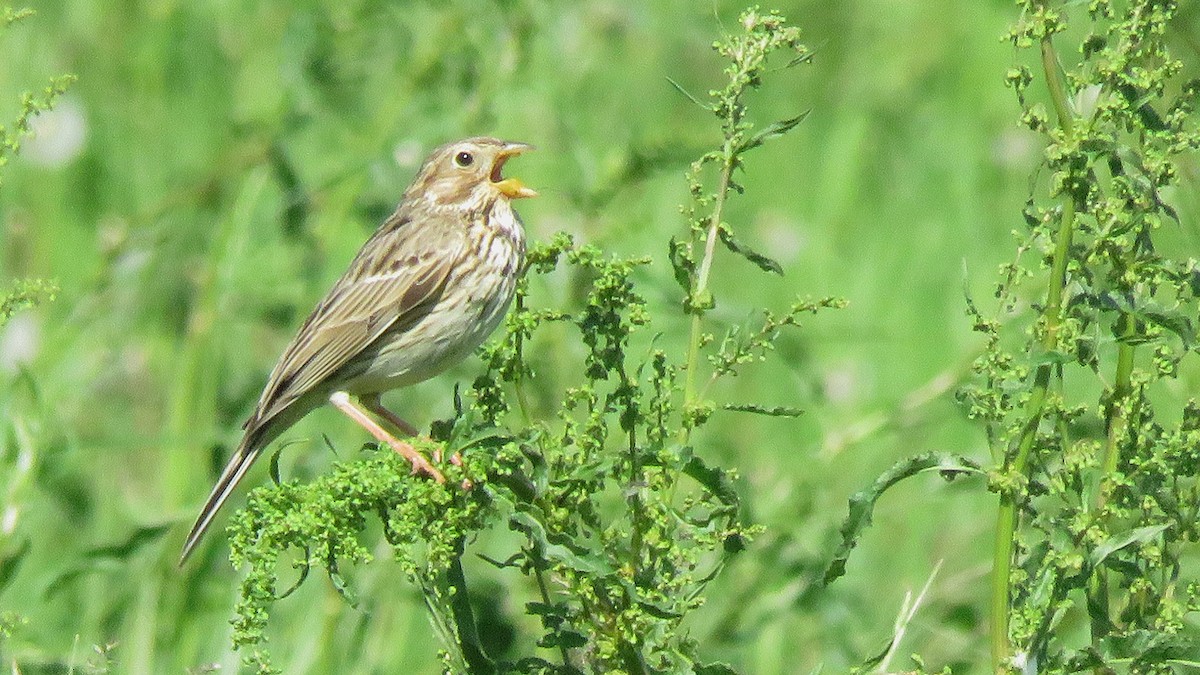 Corn Bunting - ML617563443