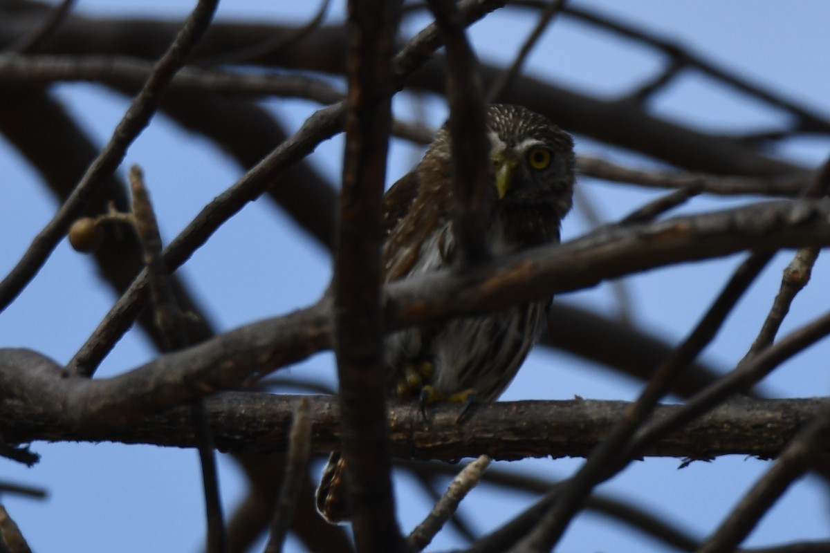 Ferruginous Pygmy-Owl - Erik Atwell