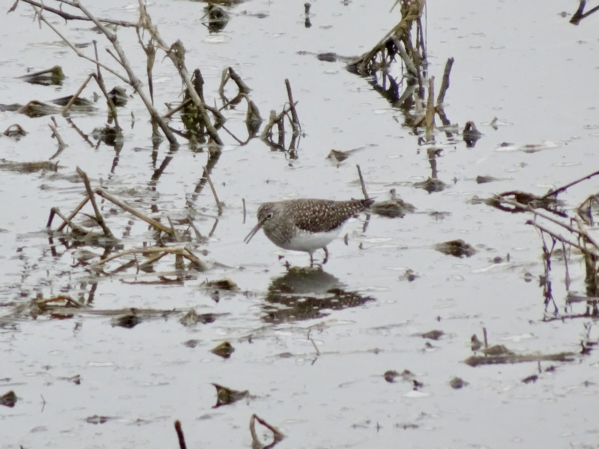 Solitary Sandpiper - ML617563470