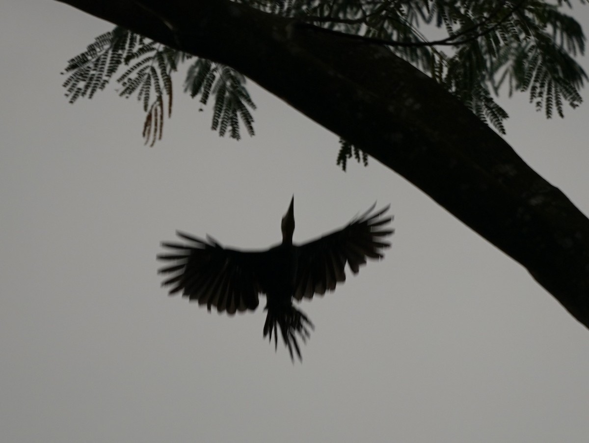 Great Slaty Woodpecker - ML617563505