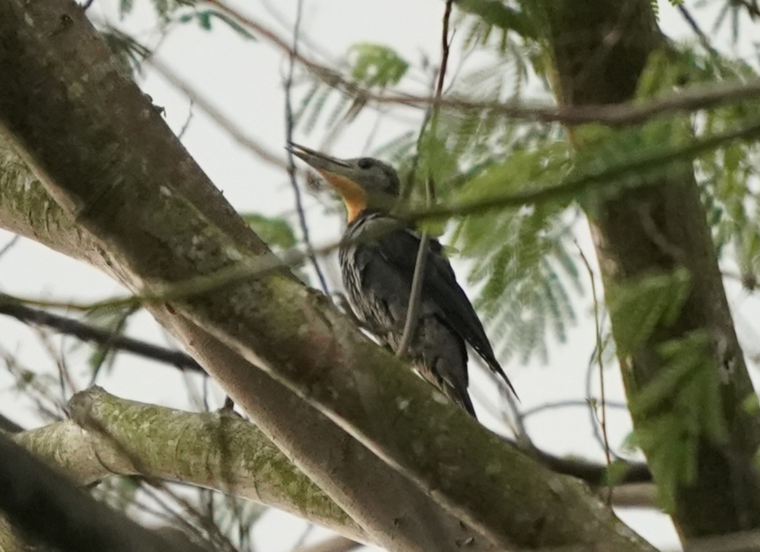 Great Slaty Woodpecker - ML617563506