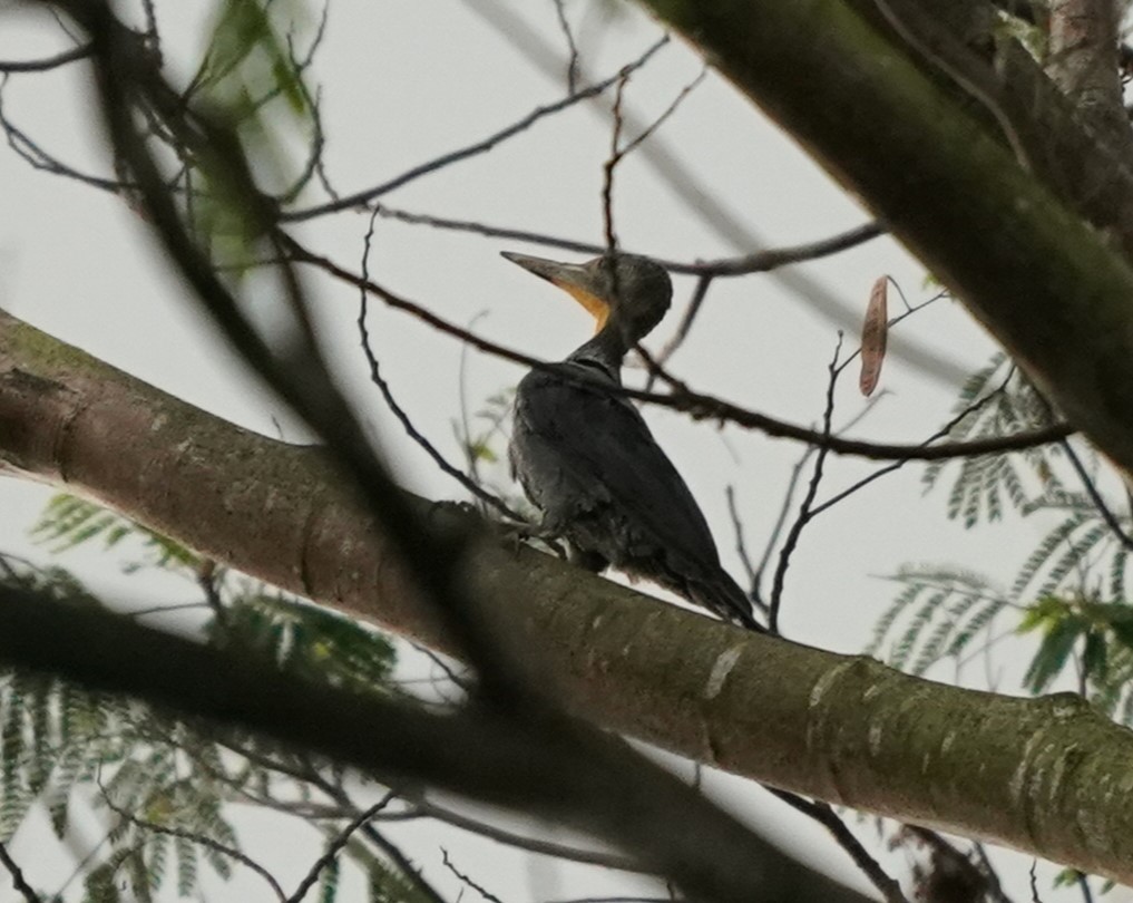 Great Slaty Woodpecker - ML617563507