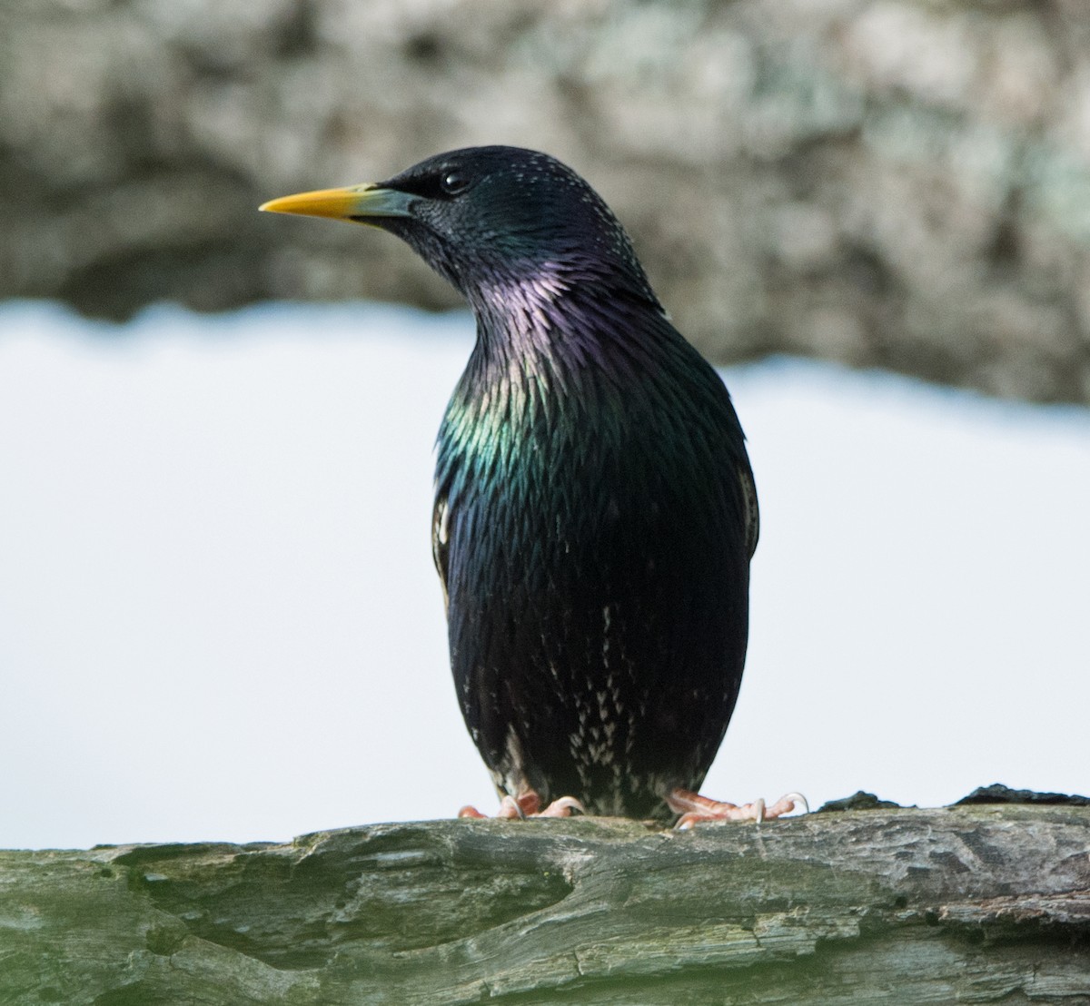 European Starling - ML617563511