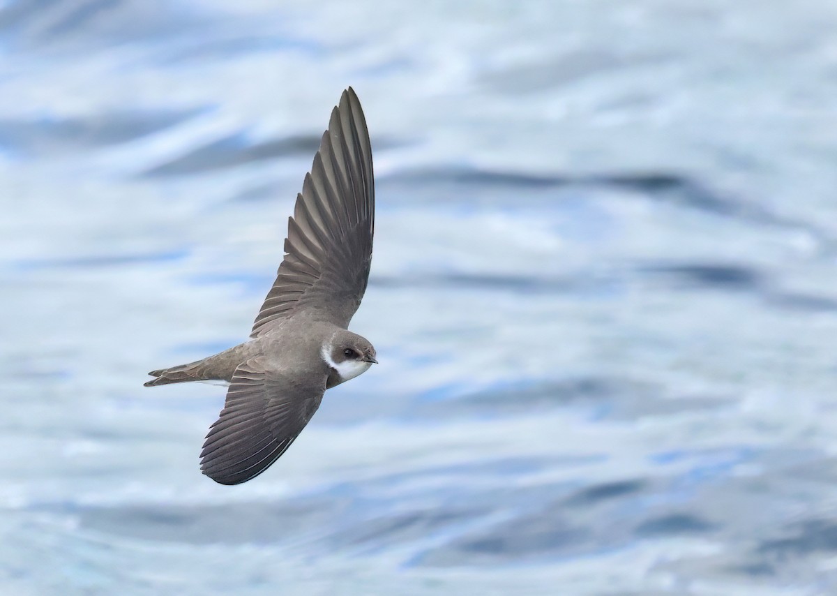 Bank Swallow - ML617563543