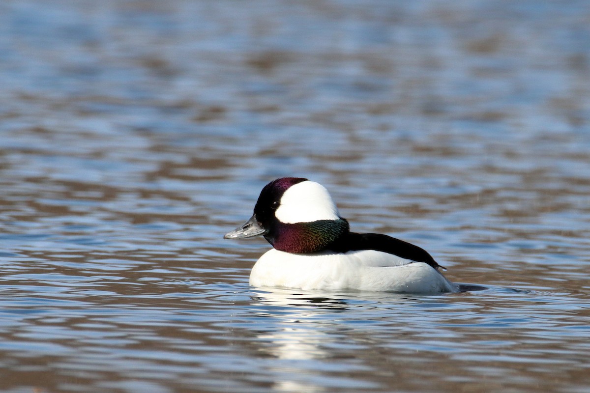 Bufflehead - ML617563555