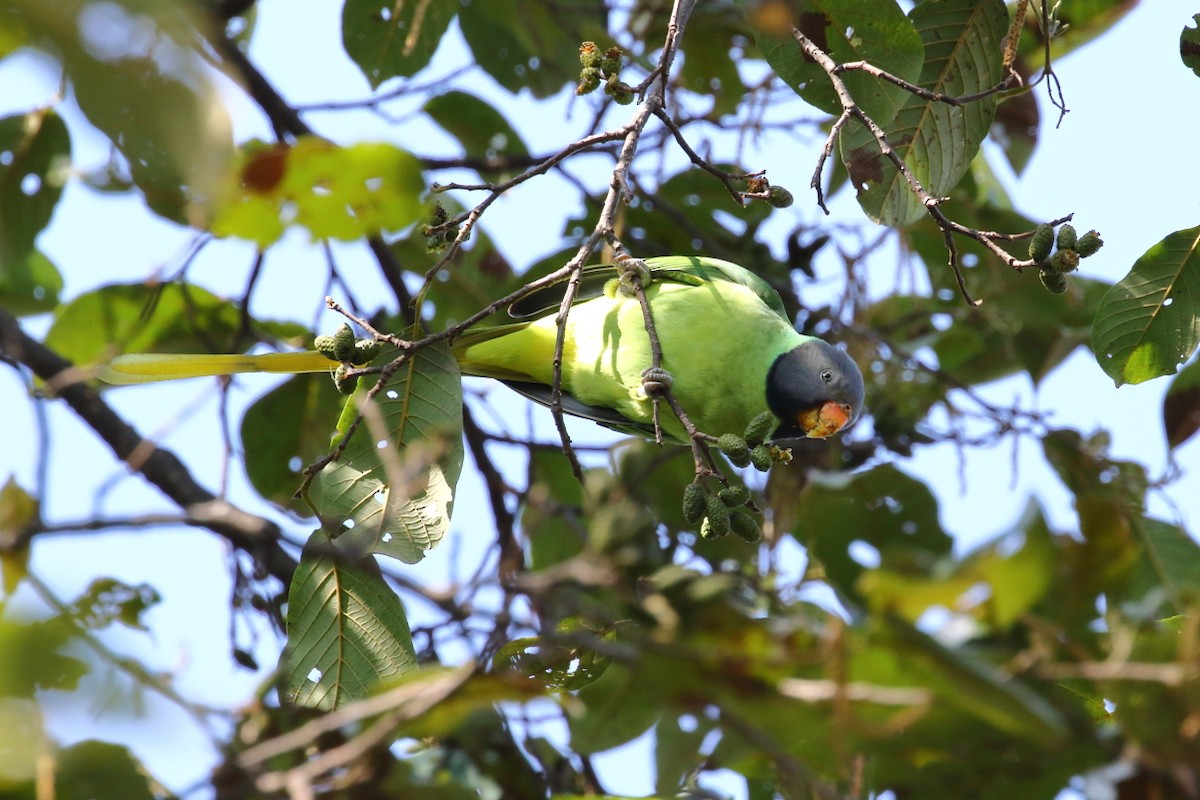 Slaty-headed Parakeet - ML617563556