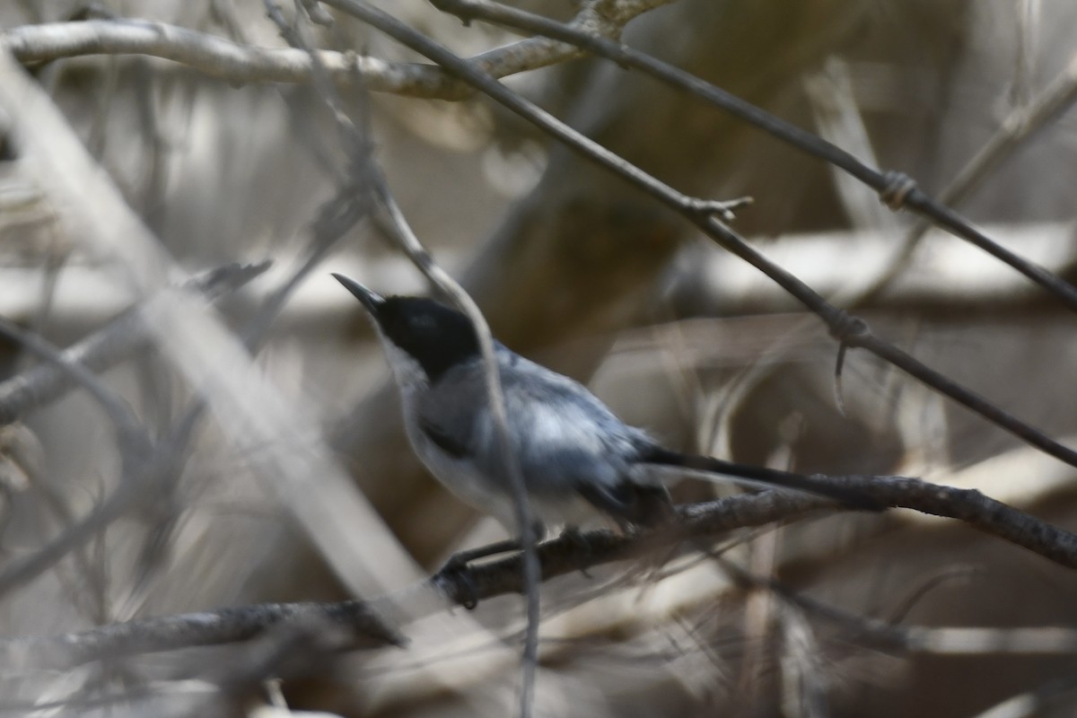 White-lored Gnatcatcher - Erik Atwell