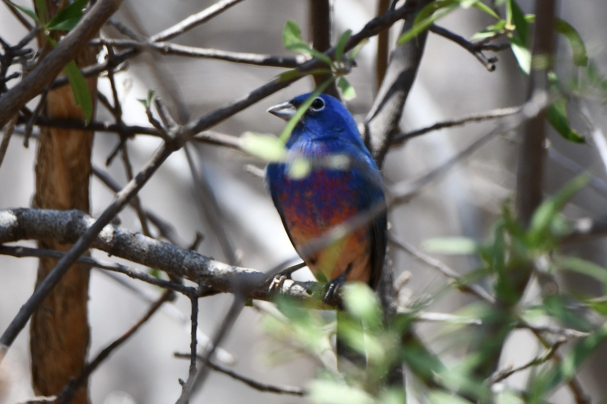 Rose-bellied Bunting - Erik Atwell