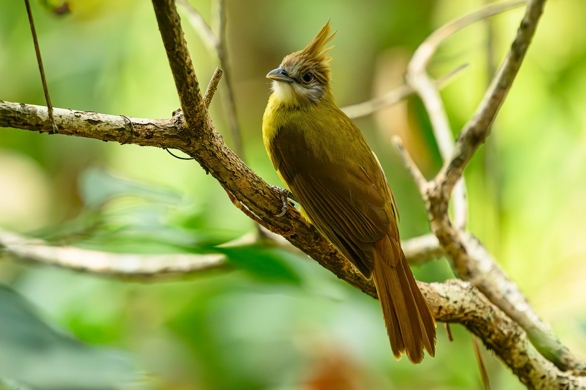 White-throated Bulbul - ML617563651