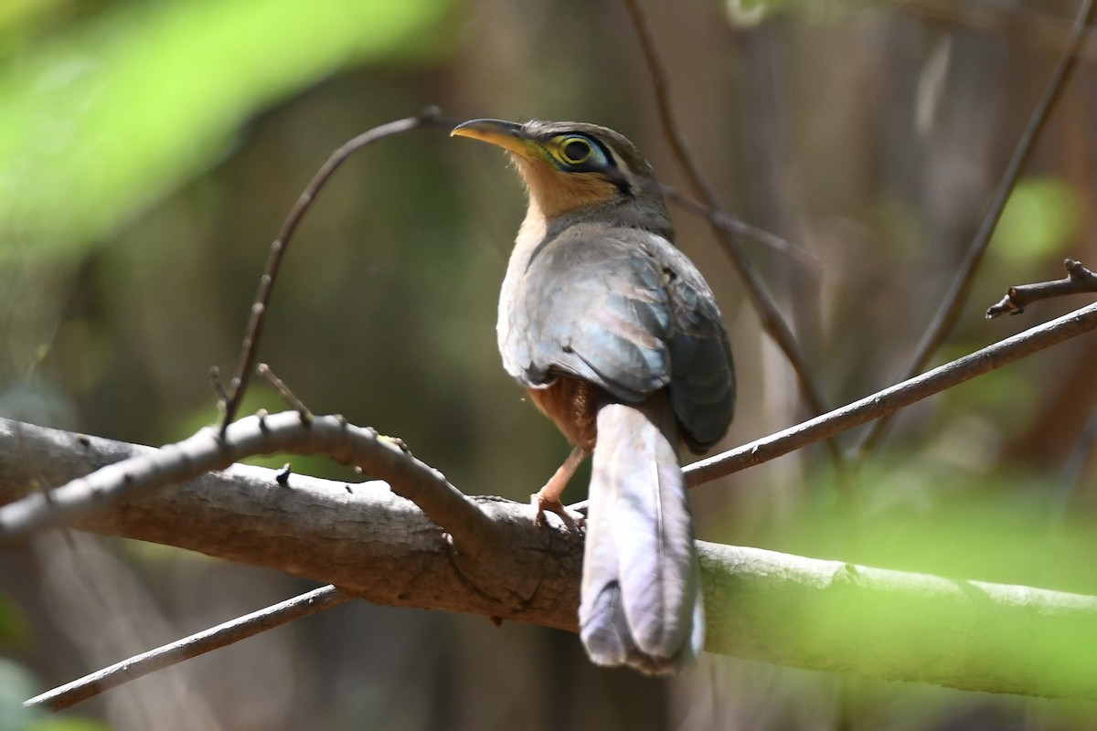 Lesser Ground-Cuckoo - ML617563666