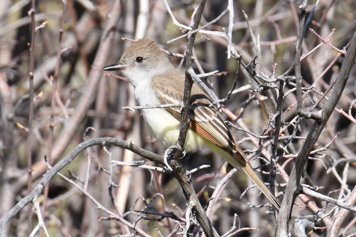 Ash-throated Flycatcher - ML617563686