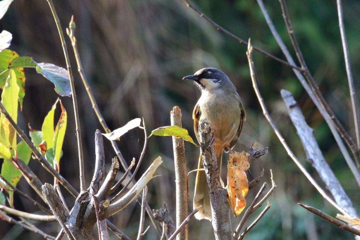 Variegated Laughingthrush - ML617563757