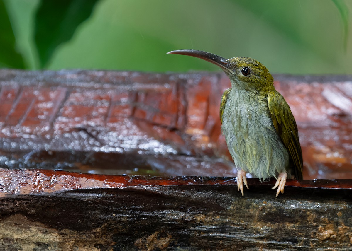 Gray-breasted Spiderhunter - ML617563831