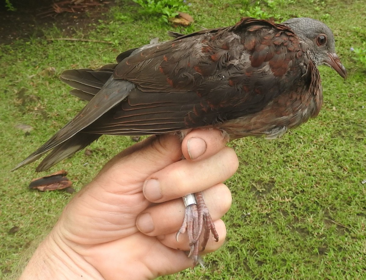 Malagasy Turtle-Dove - ML617563858