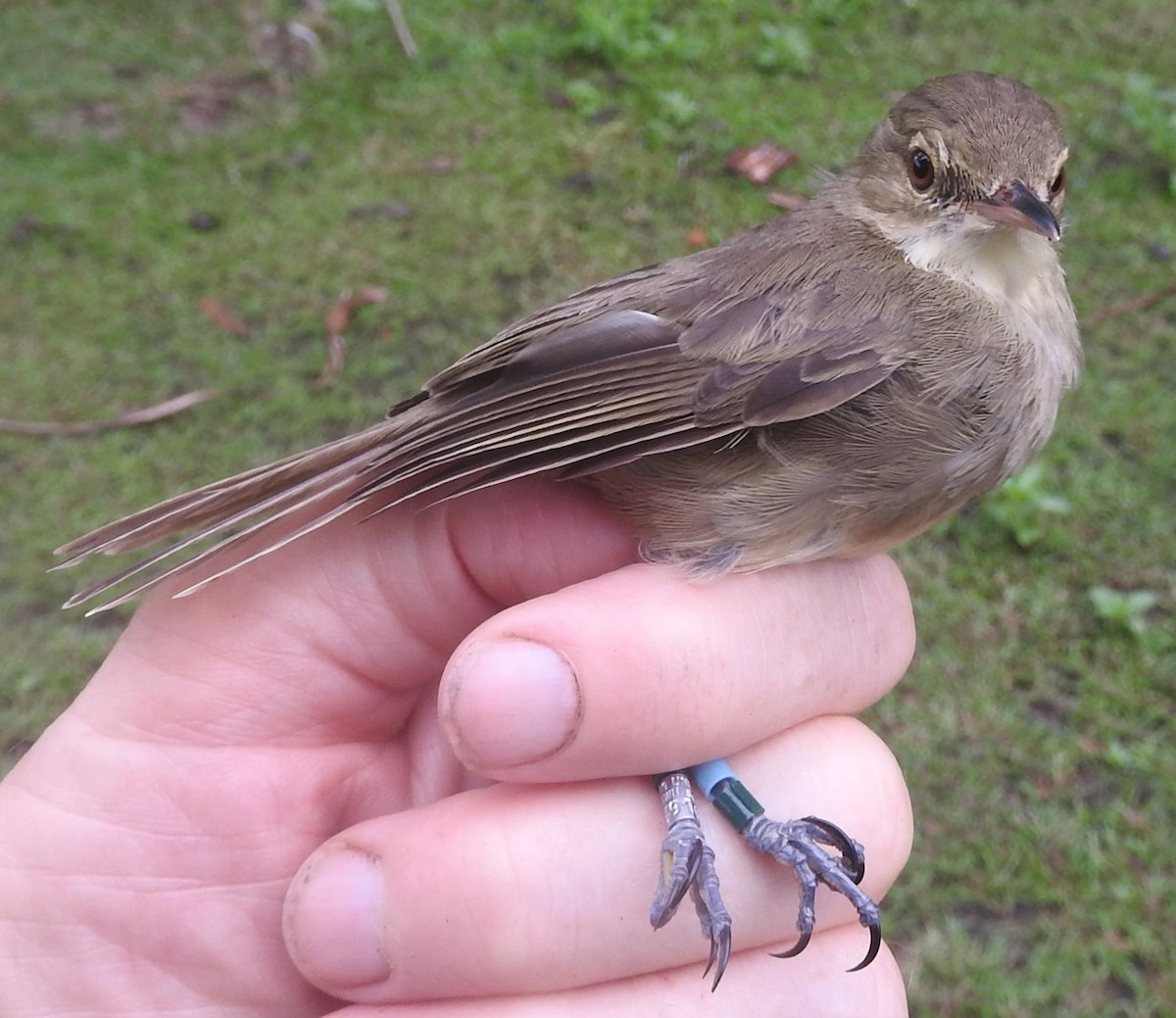 Seychelles Warbler - ML617563875