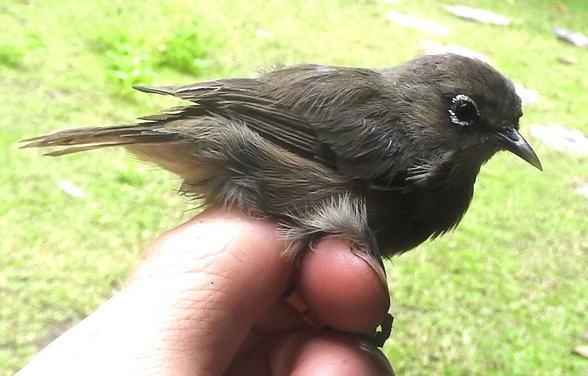 Seychelles White-eye - ML617563878